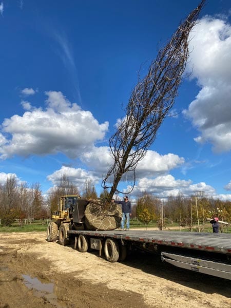 huge tree transplant
